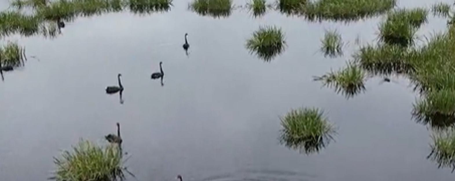 Black swans gliding along water in a wetland