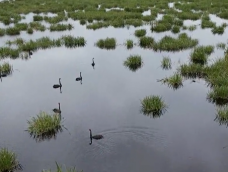 Black swans gliding along water in a wetland