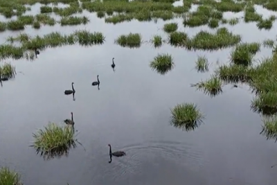 Black swans gliding along water in a wetland