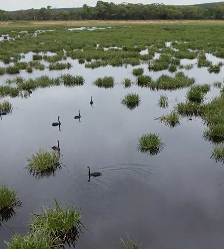 Black swans gliding along water in a wetland