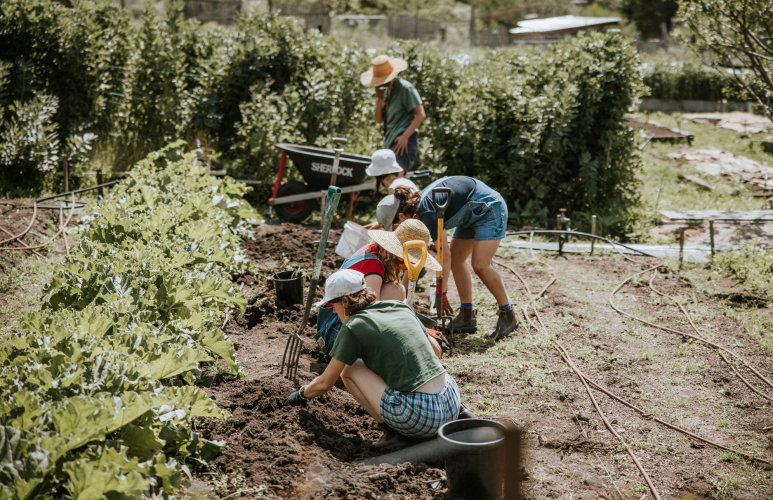 Adults and children planting  seedlings in a community vegetable garden