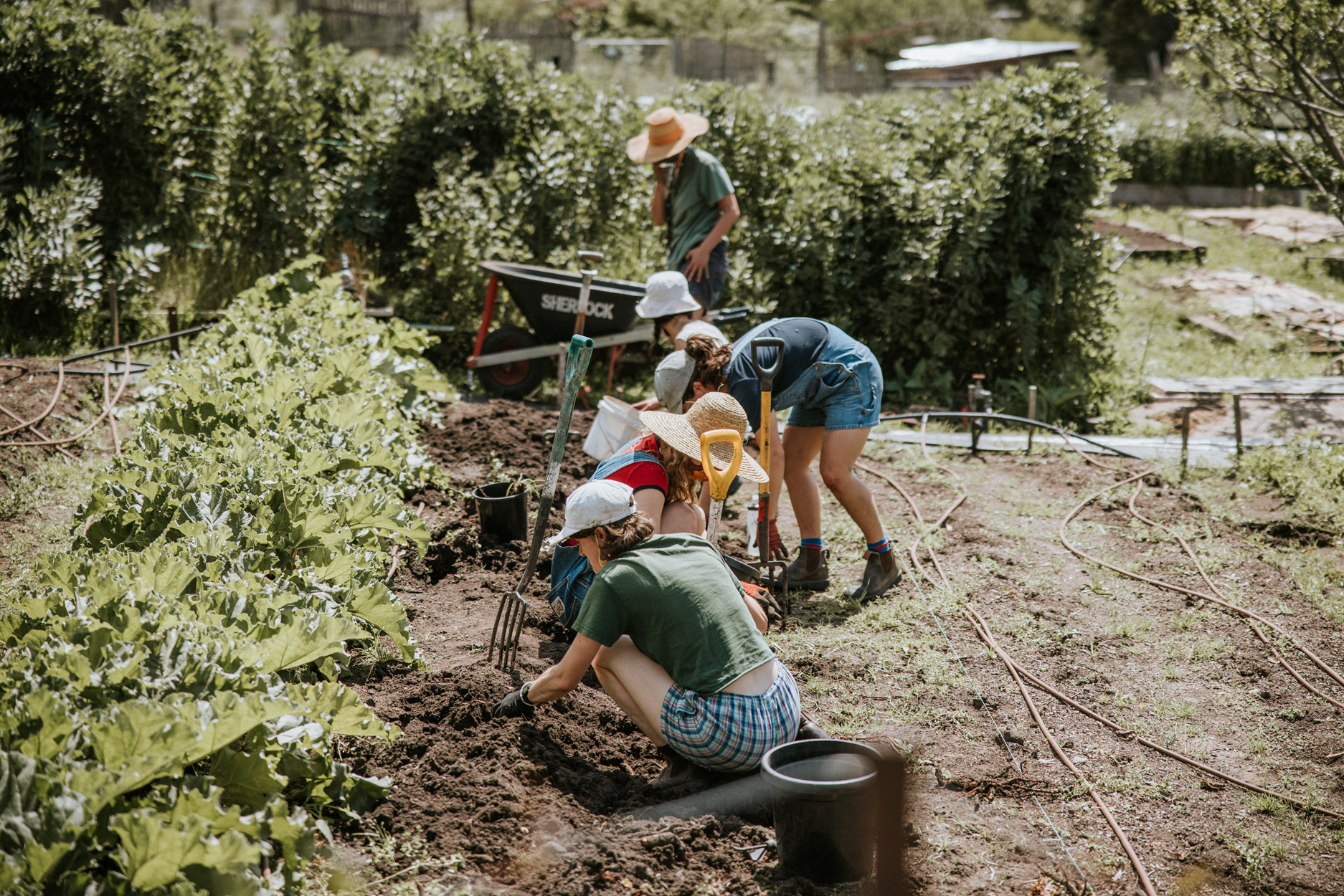 Adults and children planting  seedlings in a community vegetable garden