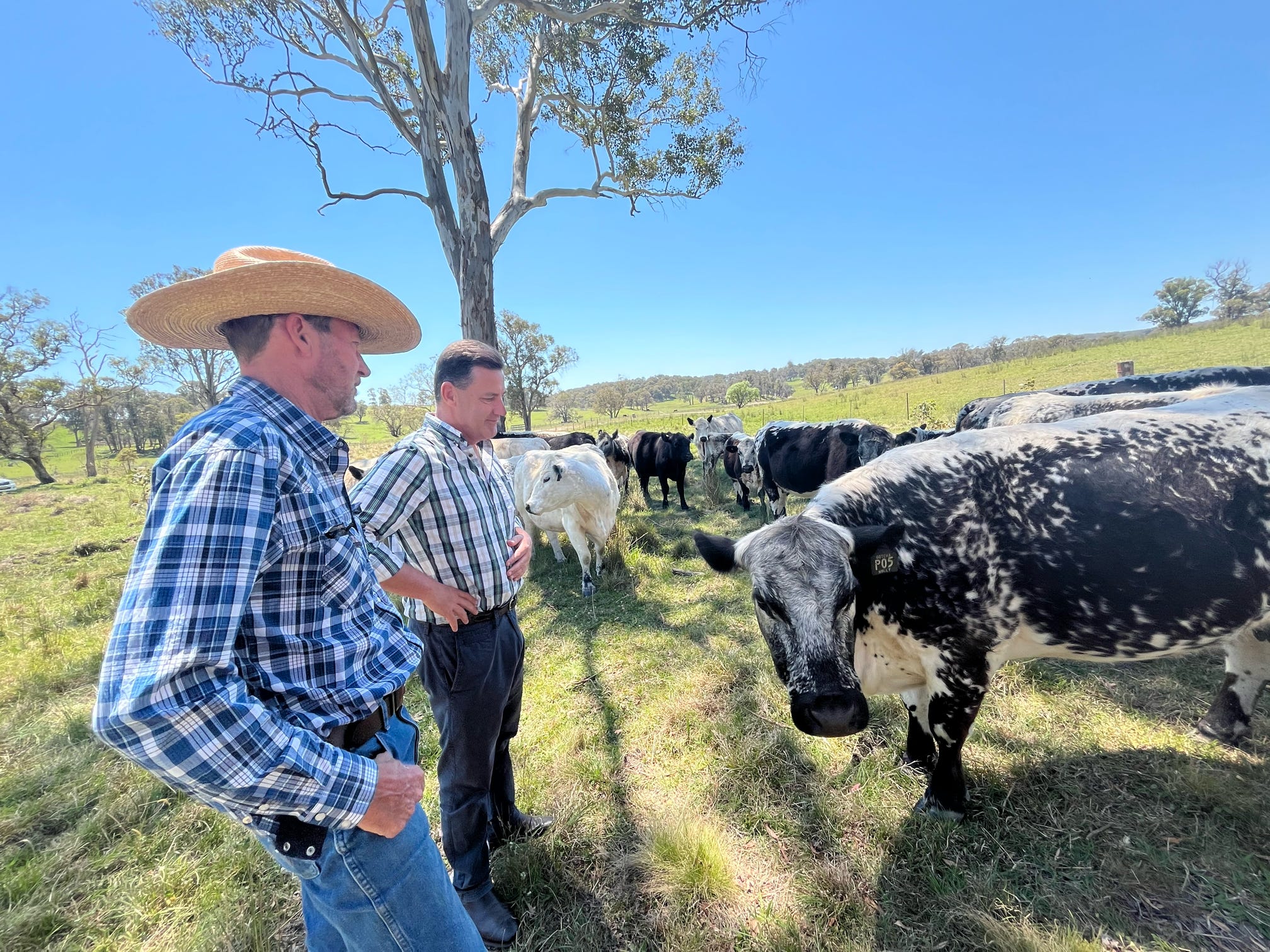 Two middle-aged men in jeans and checked shrts looking at cows in a paddock.