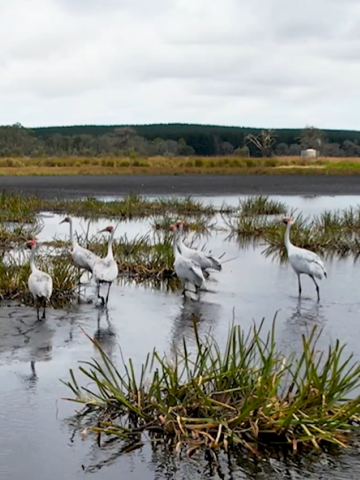 Brolgas walking through swamp area
