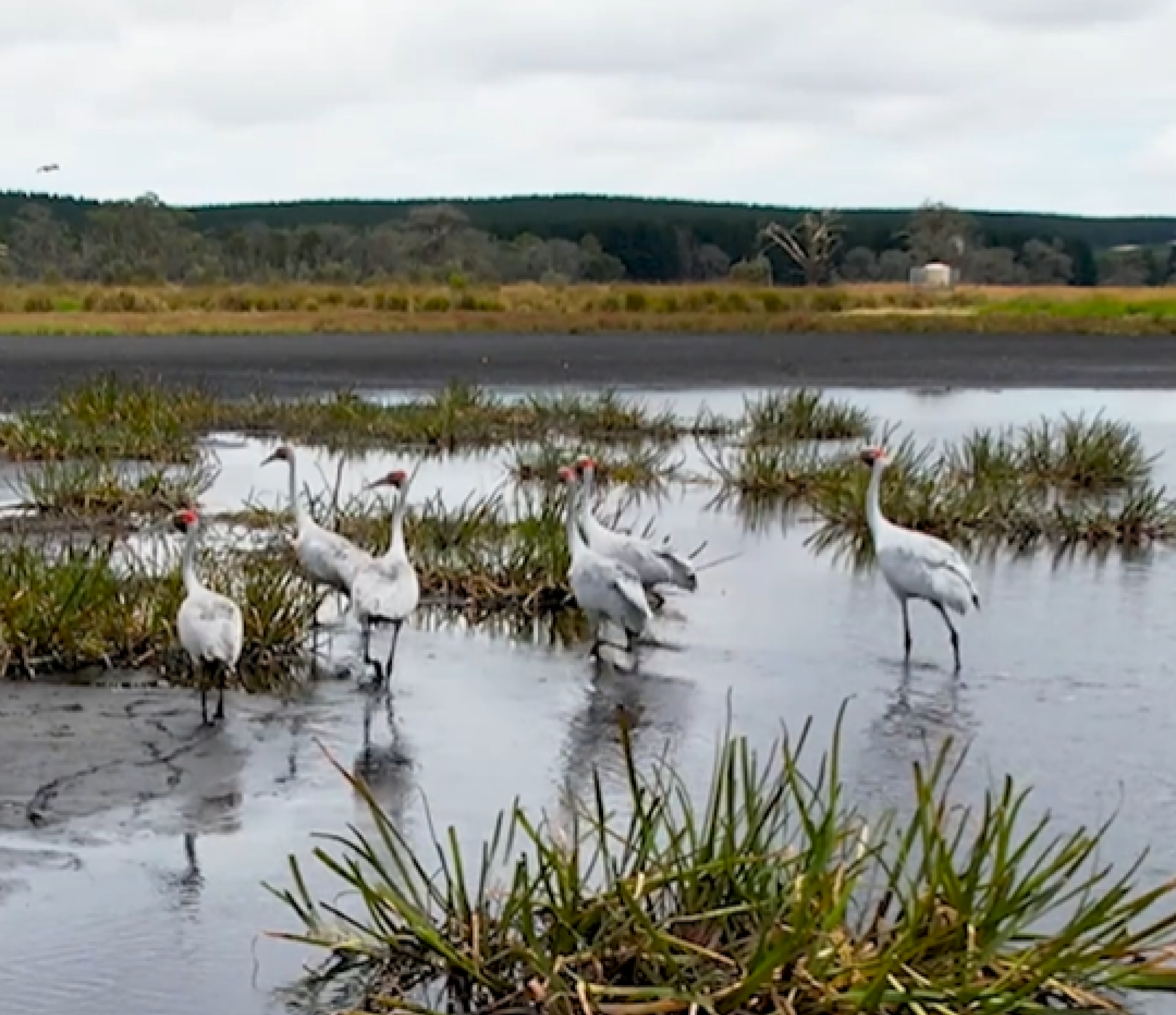 Brolgas walking through swamp area