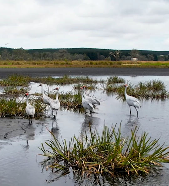Brolgas walking through swamp area