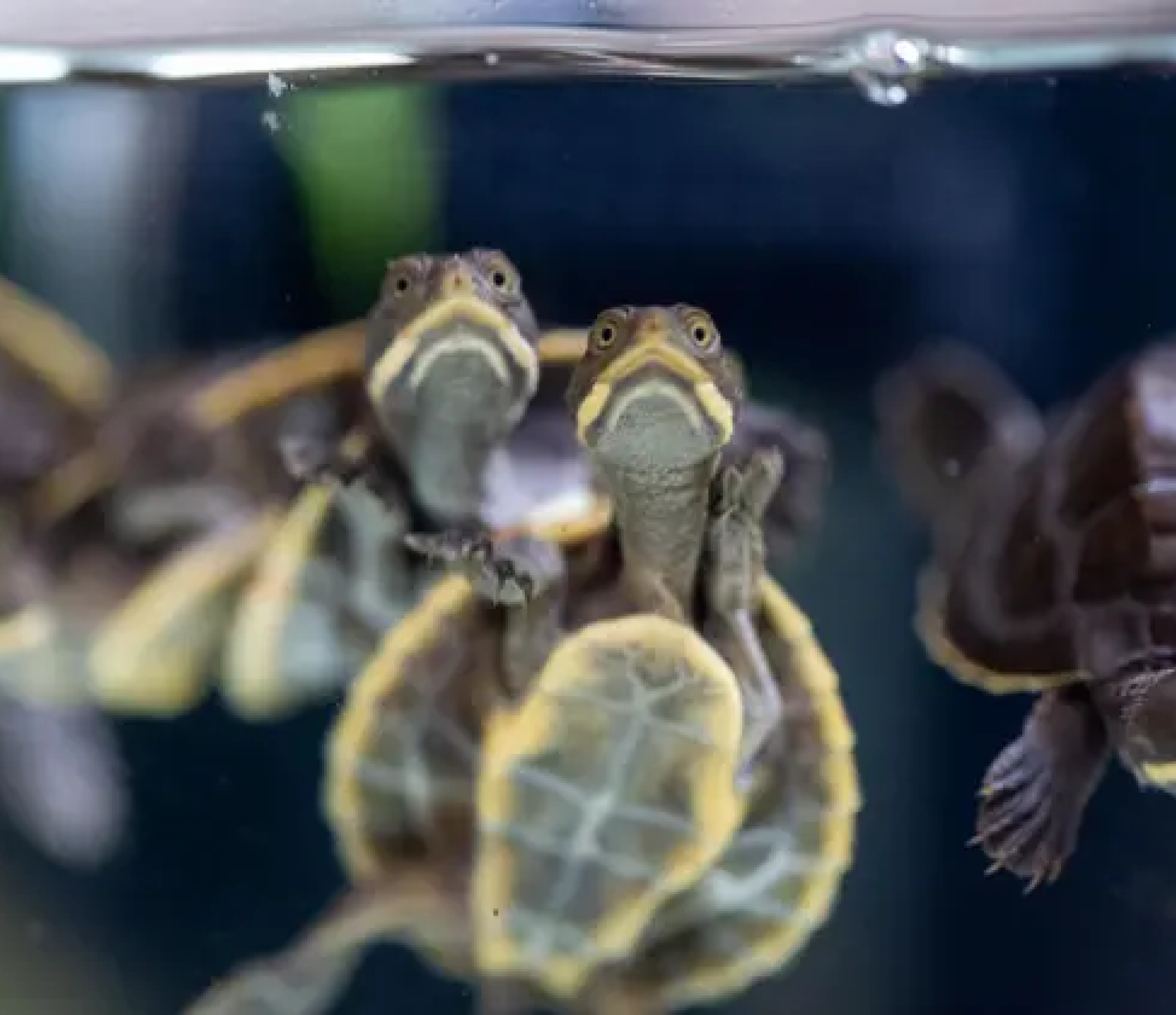 Small turtles swimming seen from below.