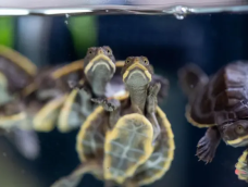 Small turtles swimming seen from below.