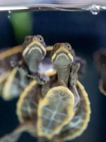 Small turtles swimming seen from below.