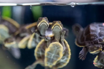 Small turtles swimming seen from below.