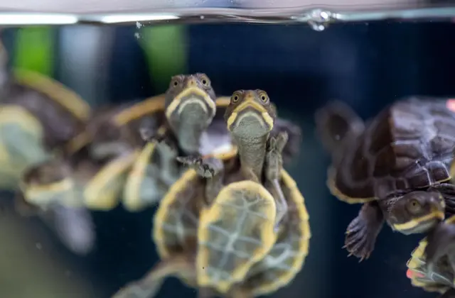 Small turtles swimming seen from below.