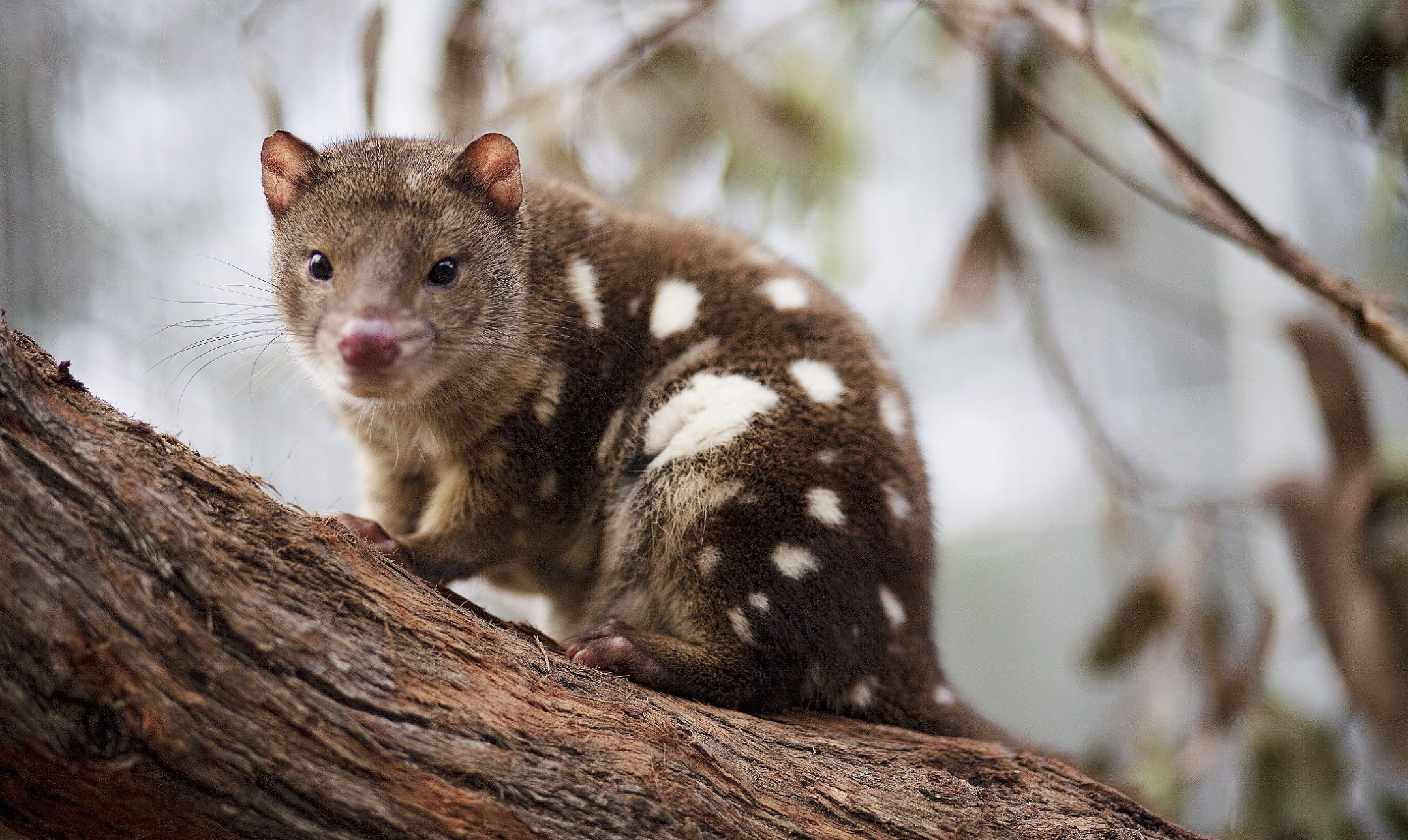 Tiger Quoll on tree branch