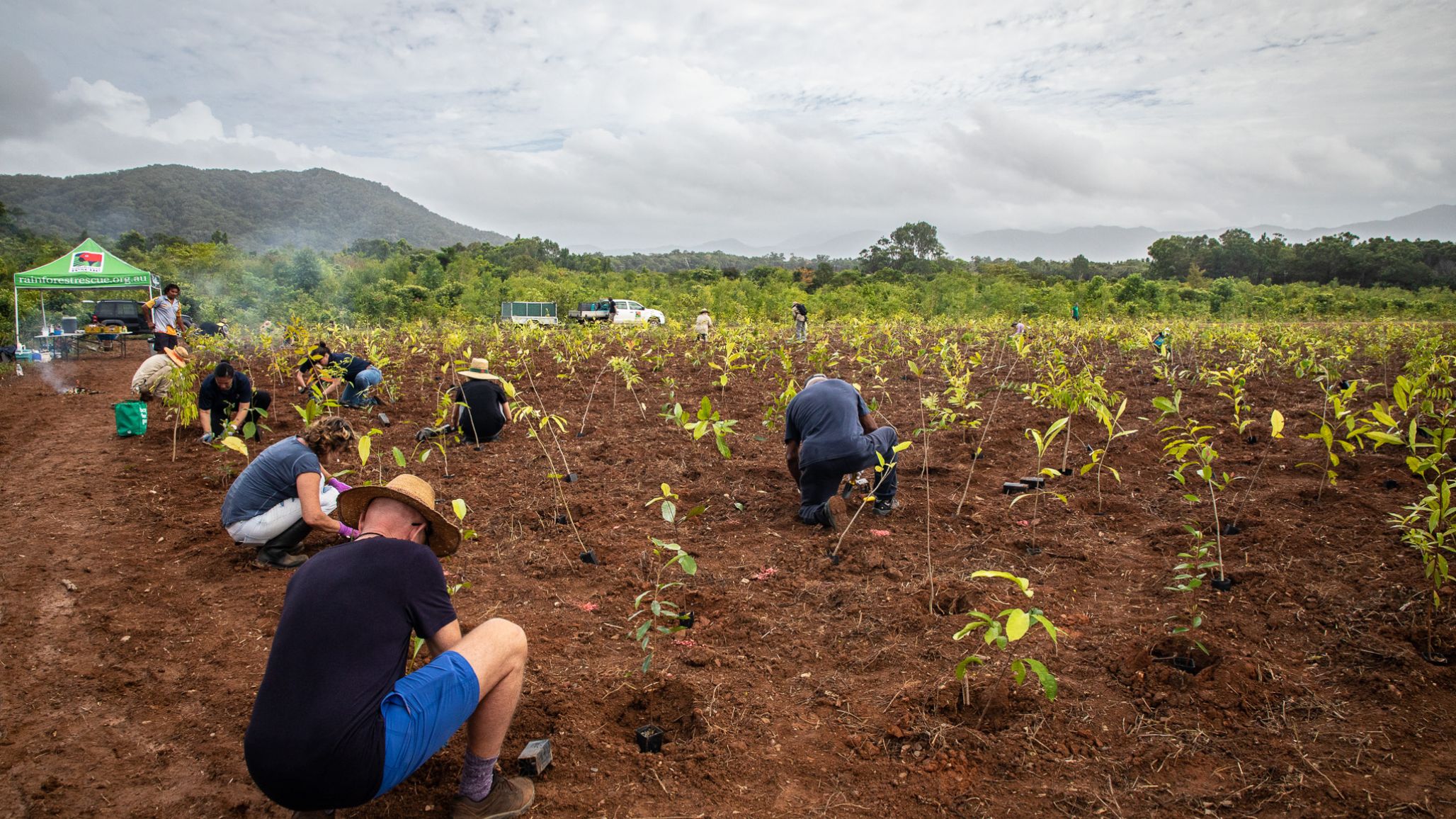Peole crouched plannting seedlings in open field with rainforest in background