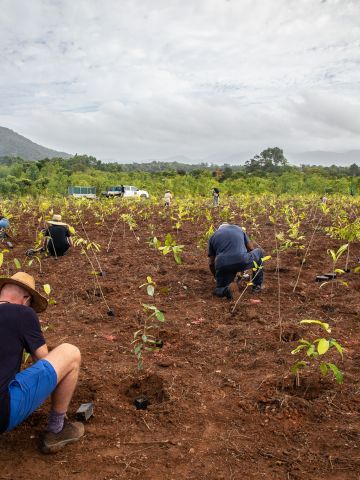 Peole crouched plannting seedlings in open field with rainforest in background