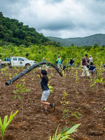 People planting seedling in open field with rainforest in the distance