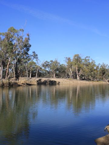 River refelcting gum trees on the banks