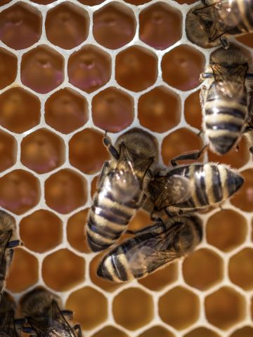 Bees crawling over a honeycomb