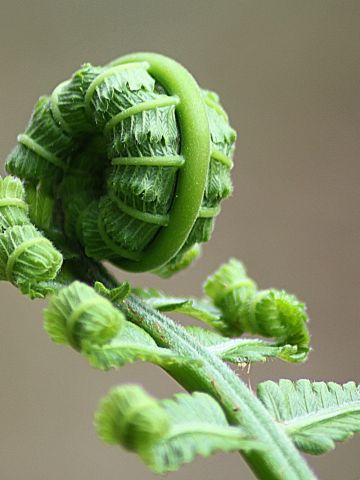 Green fern shoot unfolding
