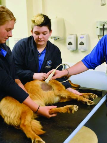Students doing ultrasound on dog